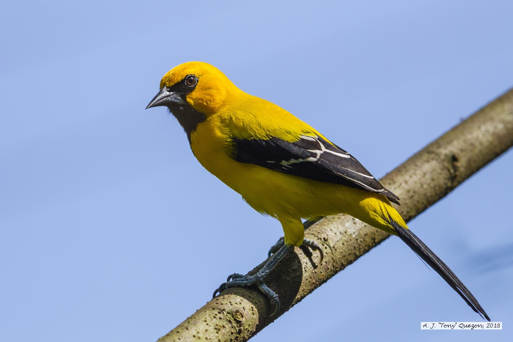 Yellow Oriole, AWNC, Trinidad 