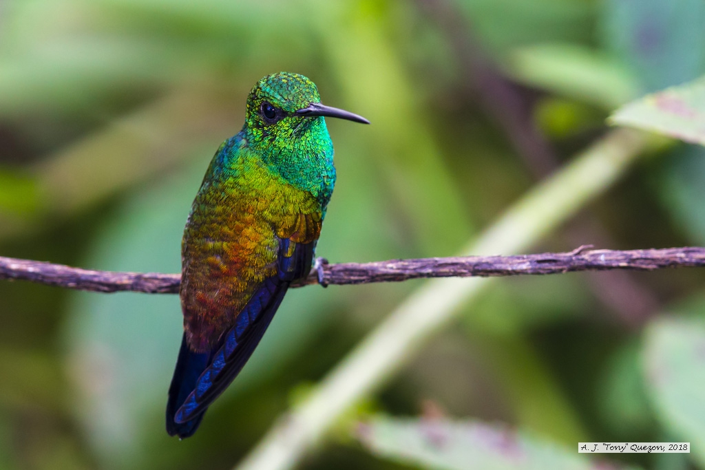 Copper-rumped Hummingbird, AWNC, Trinidad