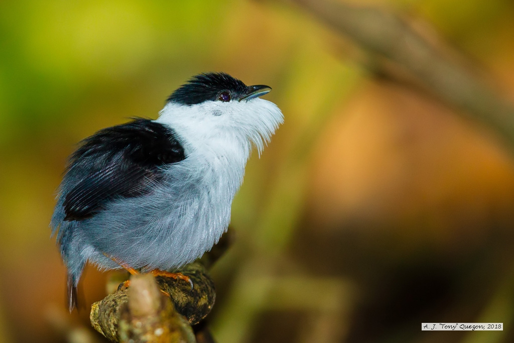 White-bearded Manakin, AWNC, Trinidad