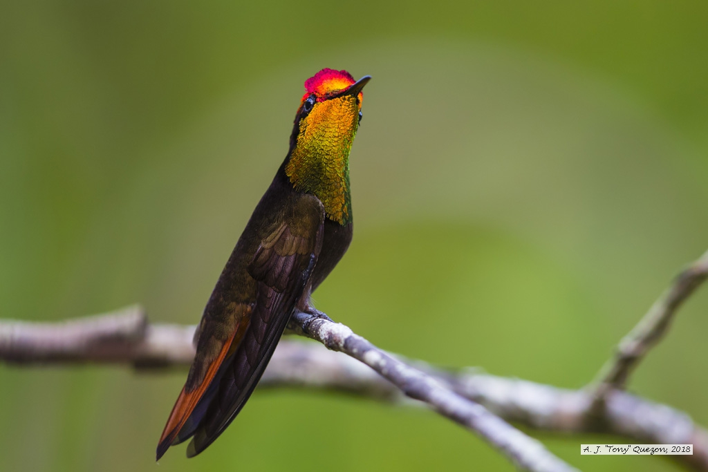 Ruby-Topaz Hummingbird, Speyside, Tobago