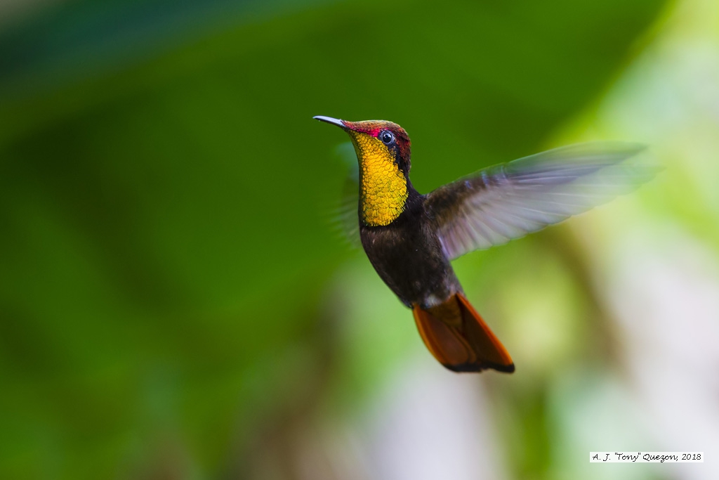 Ruby-Topaz Hummingbird, Speyside, Tobago