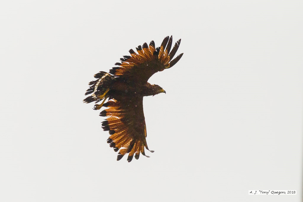 Savanna Hawk, Manzanilla Beach, Trinidad