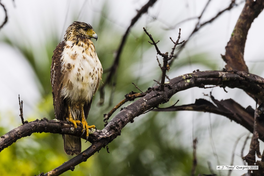 Rufous Crab-Hawk, Manzanilla Beach, Trinidad