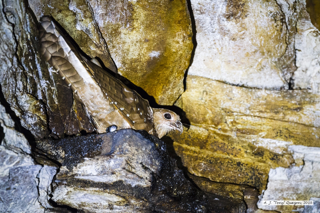 Oilbird, AWNC, Trinidad