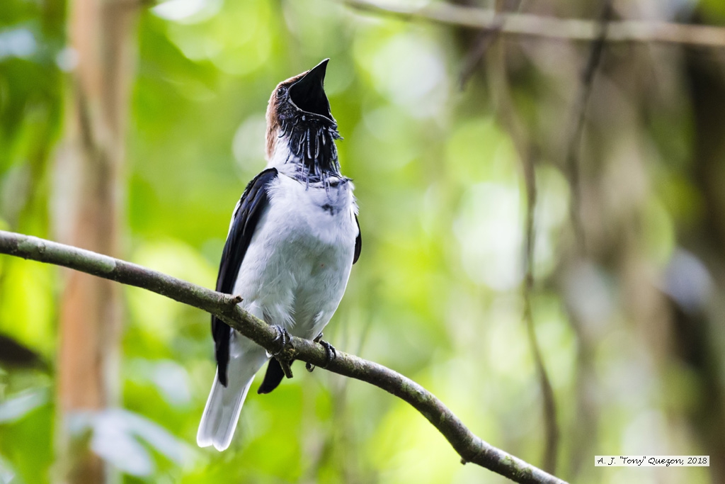 Bearded Bellbird, AWNC, Trinidad