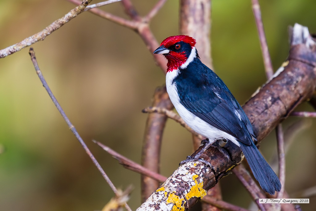 Red-capped Cardinal, Caroni Bird Sanctuary, Trinidad