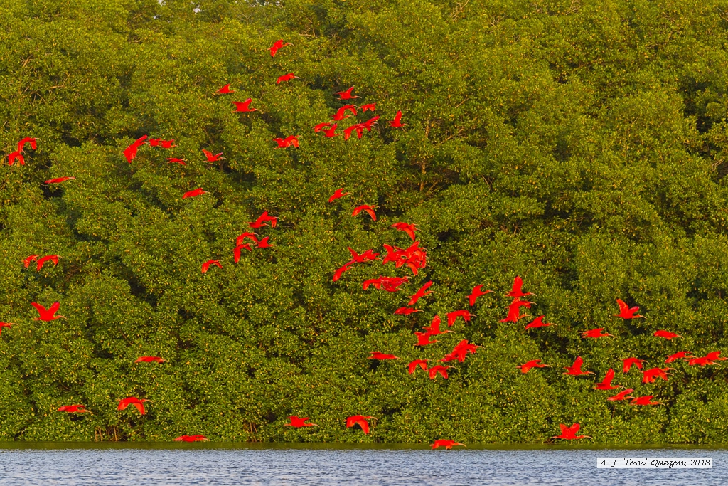 Scarlet Ibis, Caroni Bird Sanctuary, Trinidad