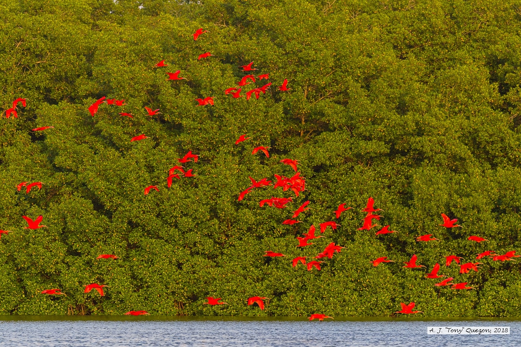 Scarlet Ibis, Caroni Bird Sanctuary, Trinidad