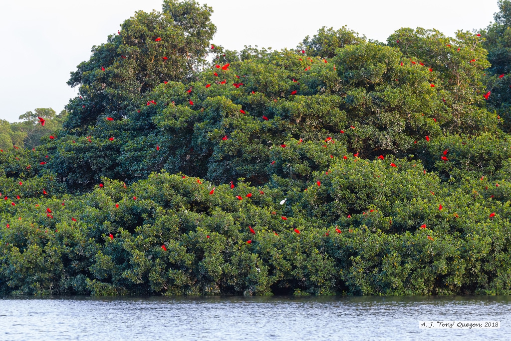 Scarlet Ibis, Caroni Bird Sanctuary, Trinidad