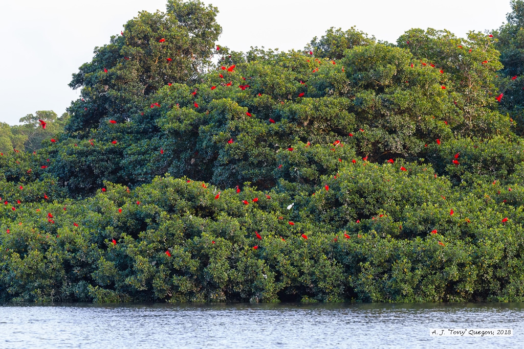 Scarlet Ibis, Caroni Bird Sanctuary, Trinidad