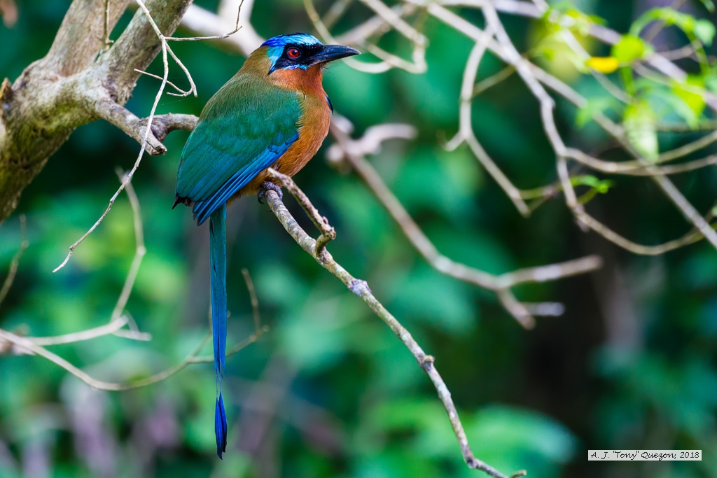 Trinidad Motmot, Grafton Caledonia Wildlife Sanctuary, Tobago