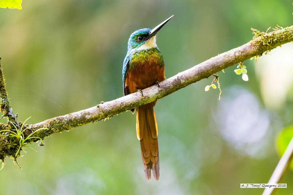 Rufous-tailed Jacamar, Bloody Bay, Tobago