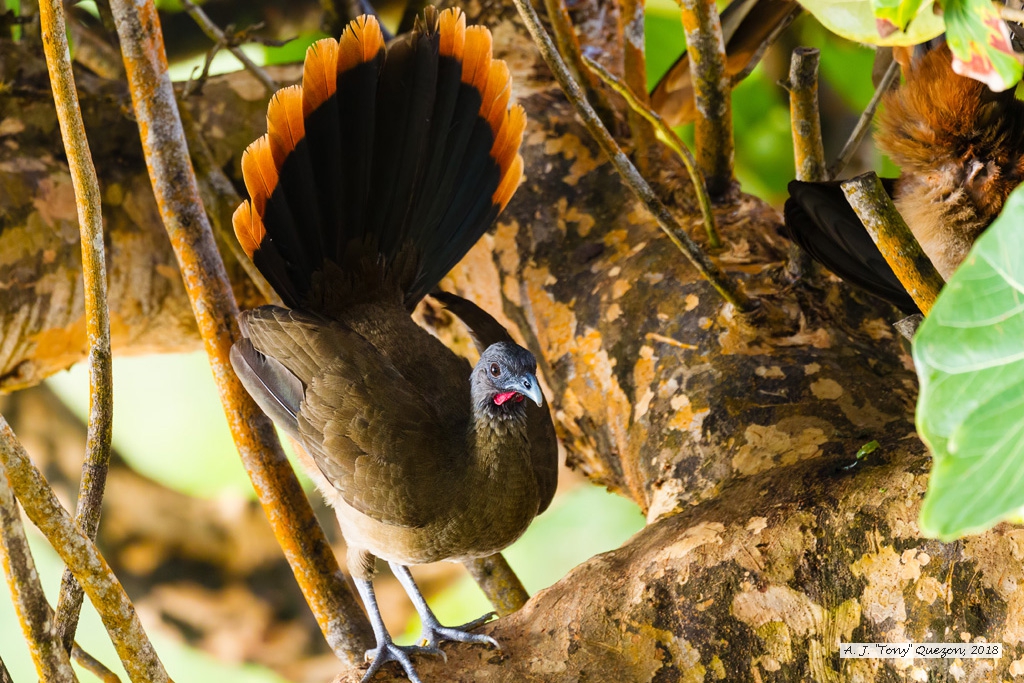 Rufous-vented Chachalaca, Blue Waters Inn, Tobago