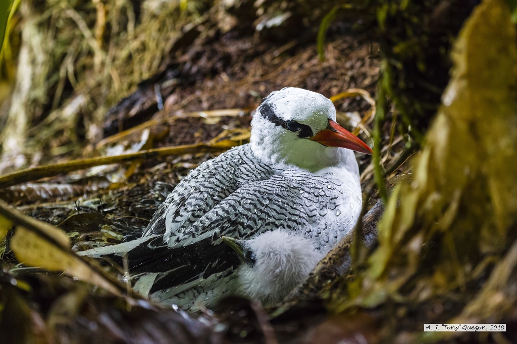 Red-billed Tropicbird, Little Tobago