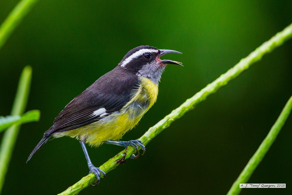 Bananaquit, AWNC, Trinidad