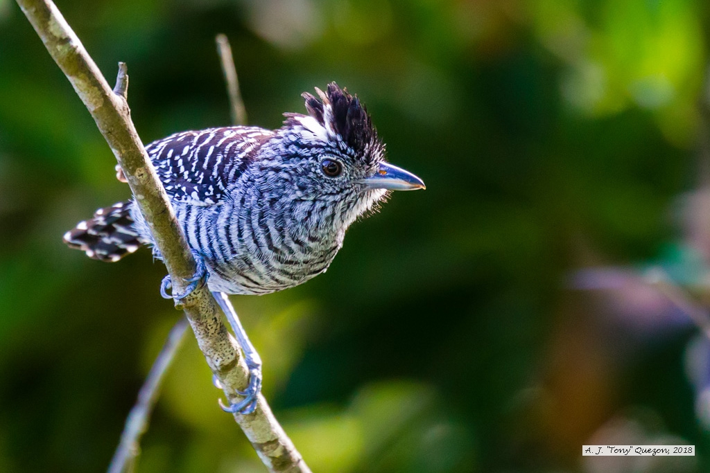 Barred Antshrike, Speyside, Tobago