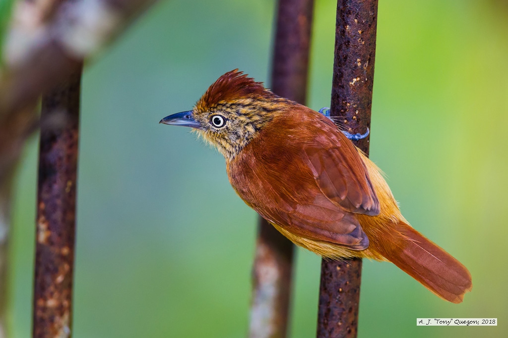 Barred Antshrike (f), Speyside, Tobago