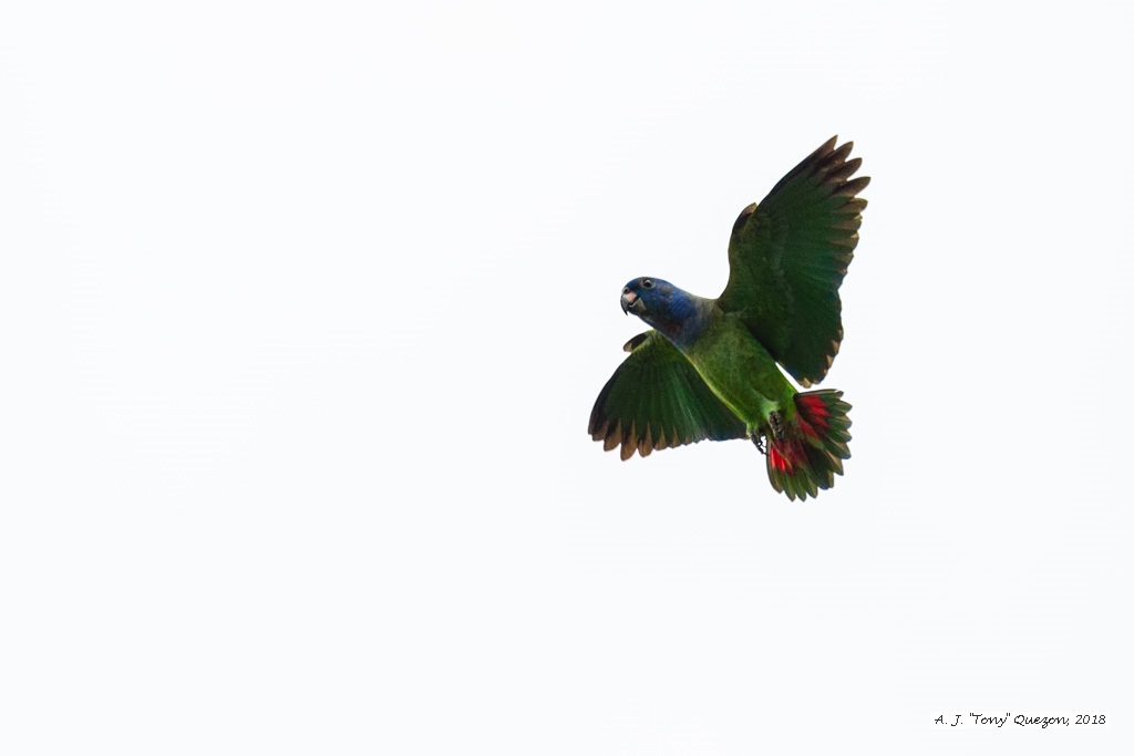 Blue-headed Parrot, Blanchisseuse Road, Morne la Croix, Trinidad