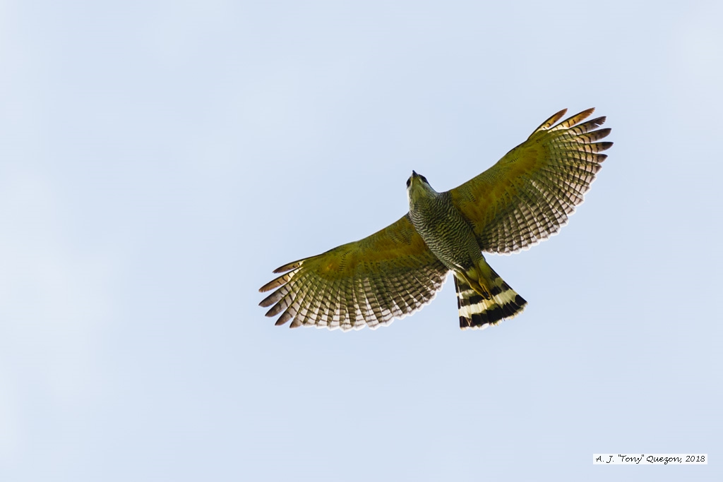 Gray-lined Hawk, Aripo Savanna, Trinidad