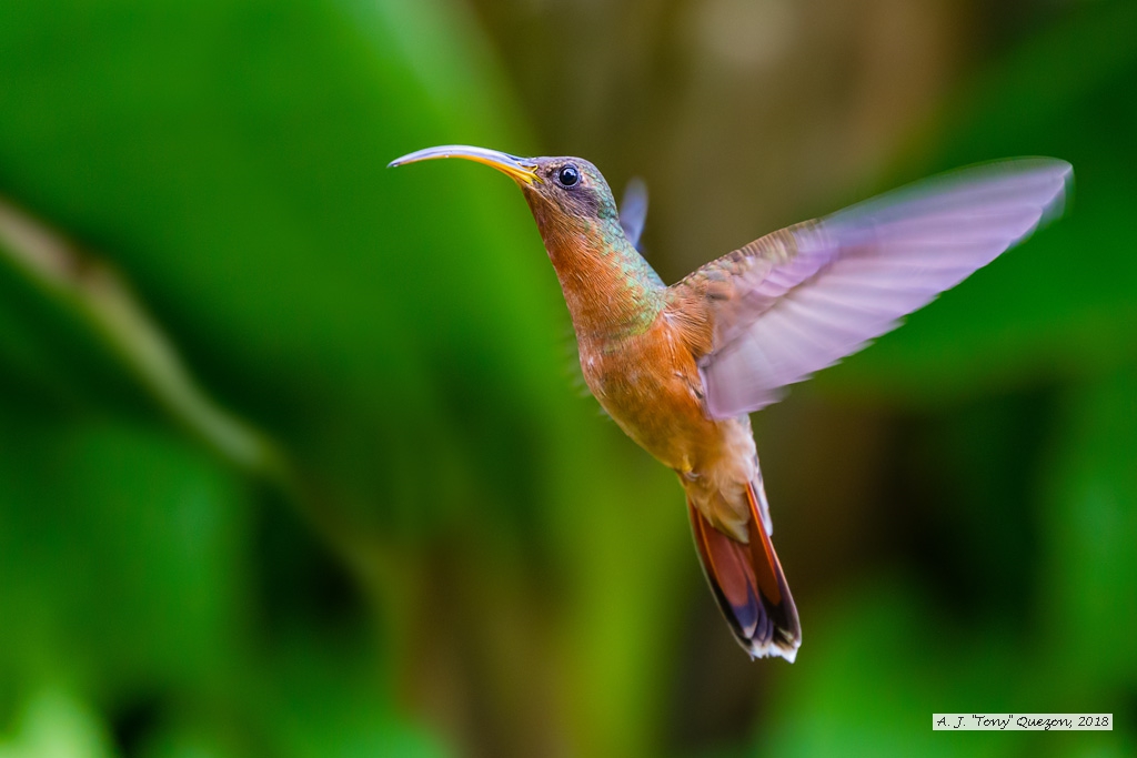 Rufous-breasted Hermit, Speyside, Tobago
