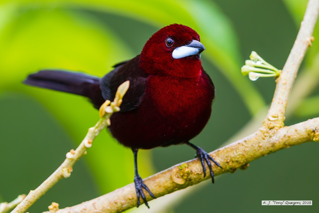 Silver-beaked Tanager, AWNC, Trinidad