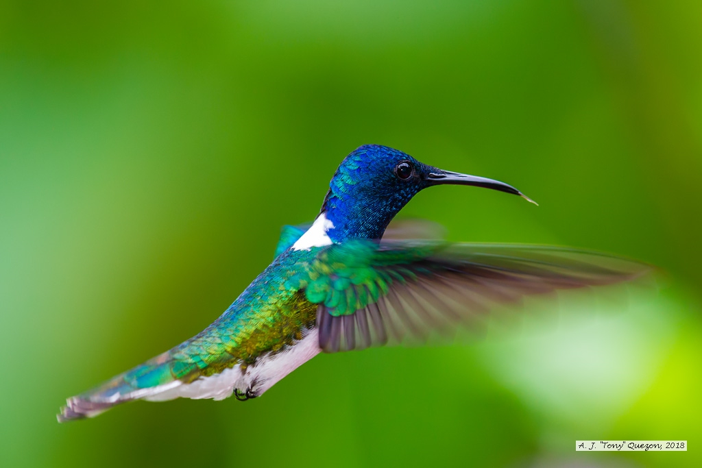 White-necked Jacobin, AWNC, Trinidad