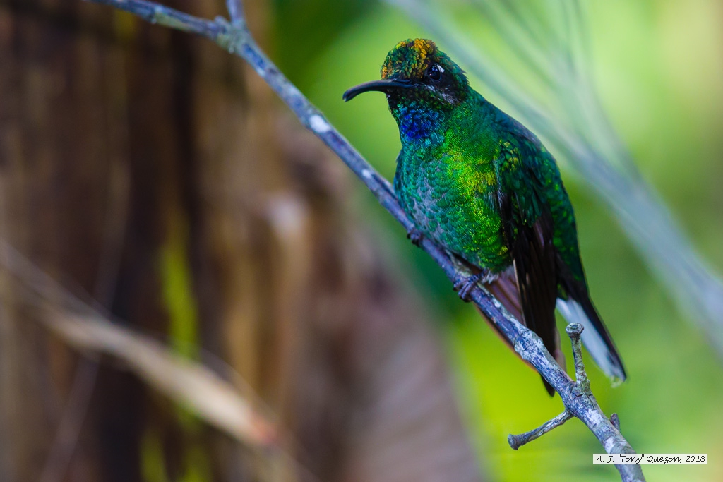 White-tailed Sabrewing, Speyside, Tobago