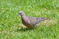 Eared Dove (Zenaida auriculata)