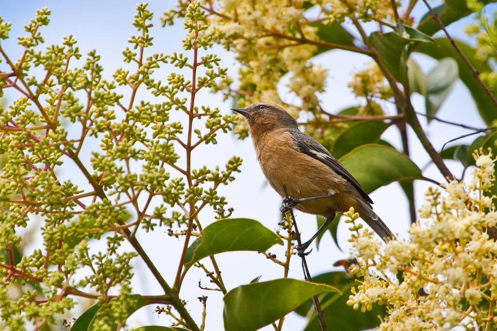 Cinereous Conebill (Conirostrum cinereum)