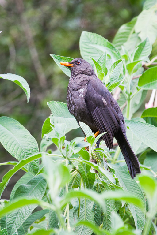 Great Thrush (Turdus fuscater)