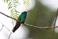 Sparkling Violetear (Colibri coruscans)