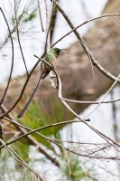 Black-tailed Trainbearer (Lesbia nuna)