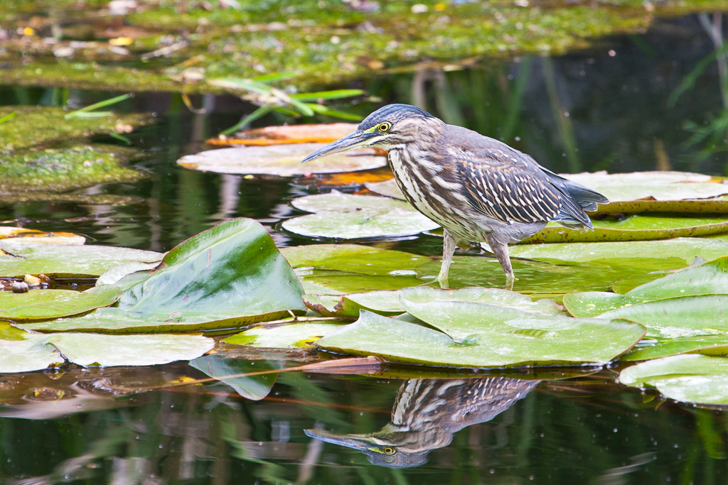 Striated Heron (Butorides striatus)