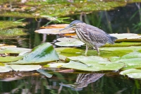 Striated Heron (Butorides striatus)