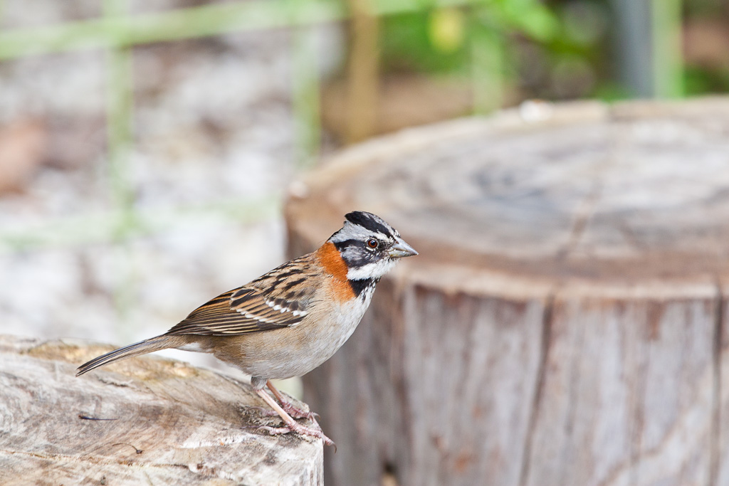 Rufous-collared Sparrow (Zonotrichia capensis)