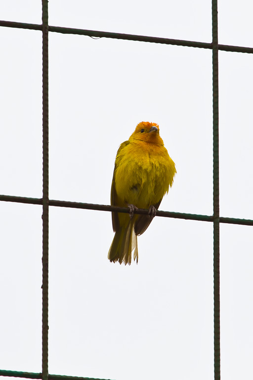 Saffron Finch (Sicalis flaveola)