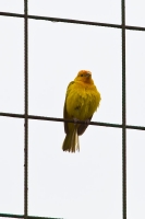 Saffron Finch (Sicalis flaveola)