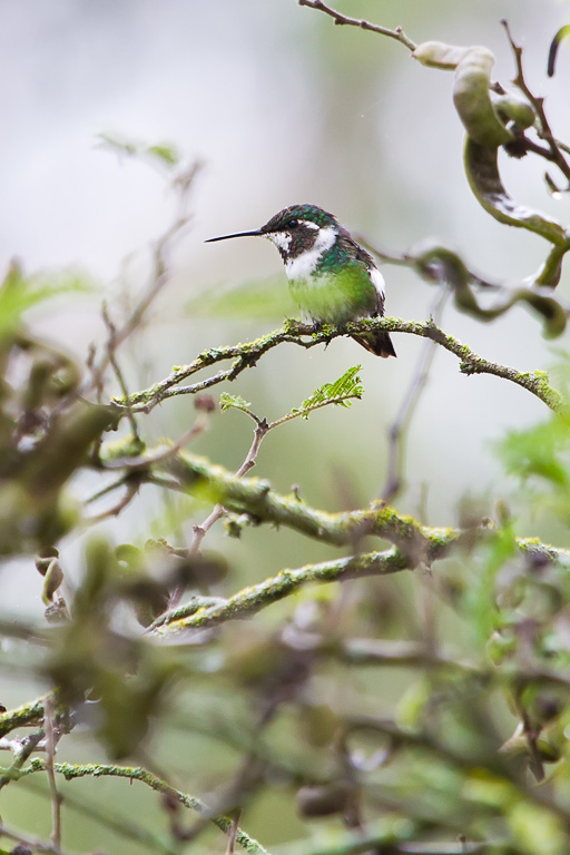 Purple-collared Woodstar (Myrtis fanny)