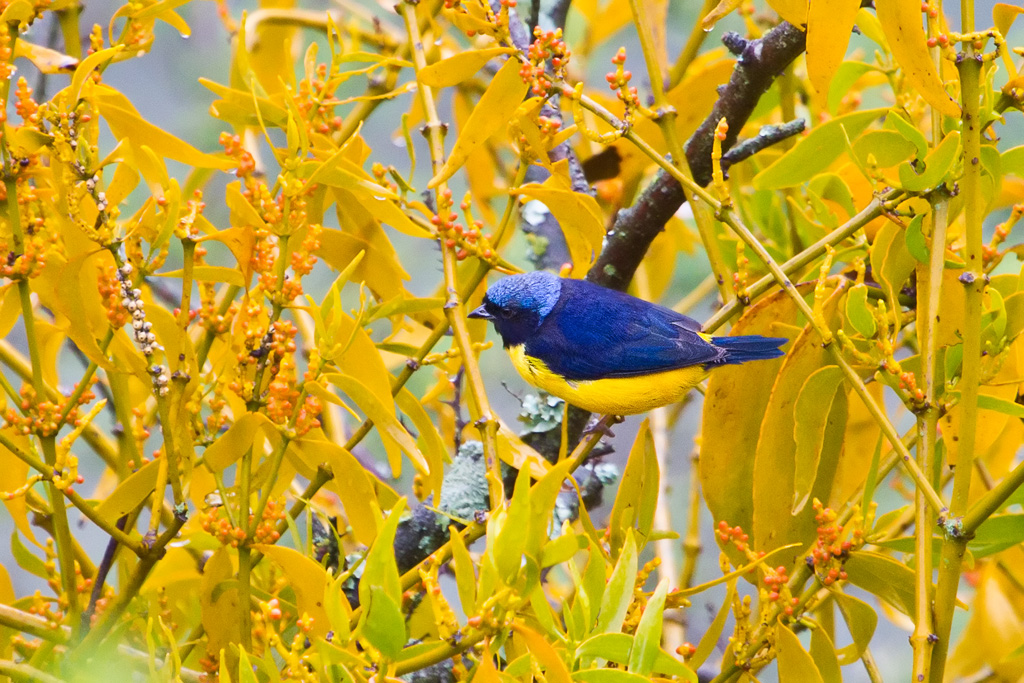 Golden-rumped Euphonia (Euphonia cyanocephala pelzelni)