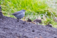 Plumbeous Sierra-Finch (Phrygilus unicolor)