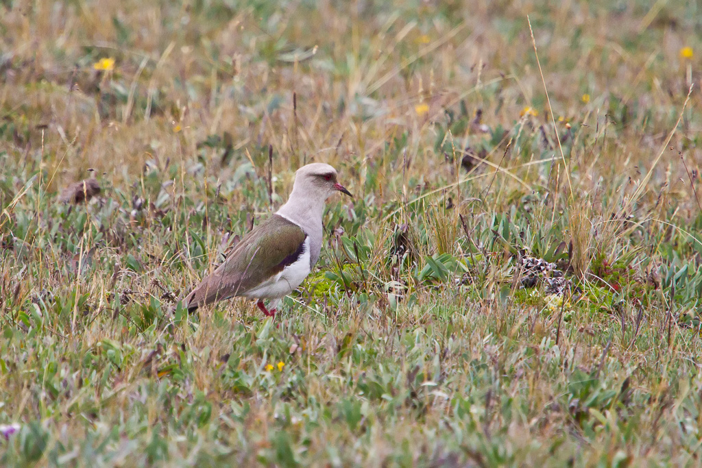 Andean Lapwing (Vanellus resplendens)