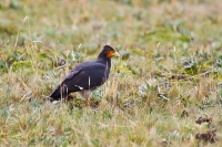 Carunculated Caracara (Phalcoboenus carunculatus)