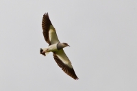 Andean Lapwing (Vanellus resplendens)