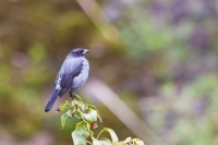 Red-crested Cotinga (Ampelion rubrocristatus)