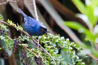 Masked Flowerpiercer (Diglossopis caerulescens)