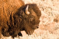 American Bison (Bison bison)