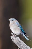 Mountain Bluebird (Sialia currucoides)