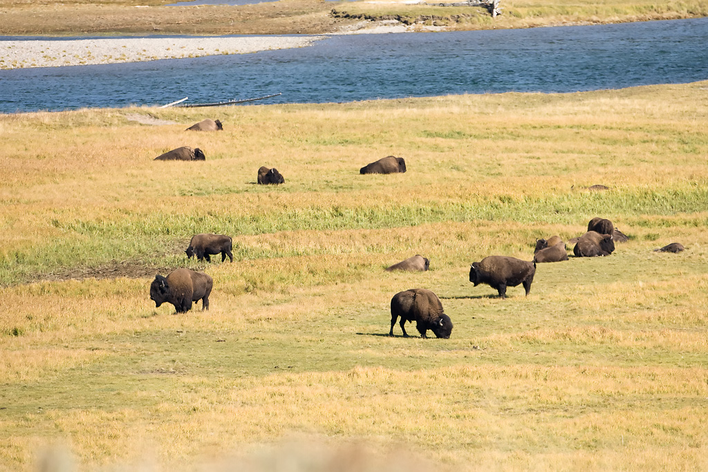 American Bison (Bison bison)