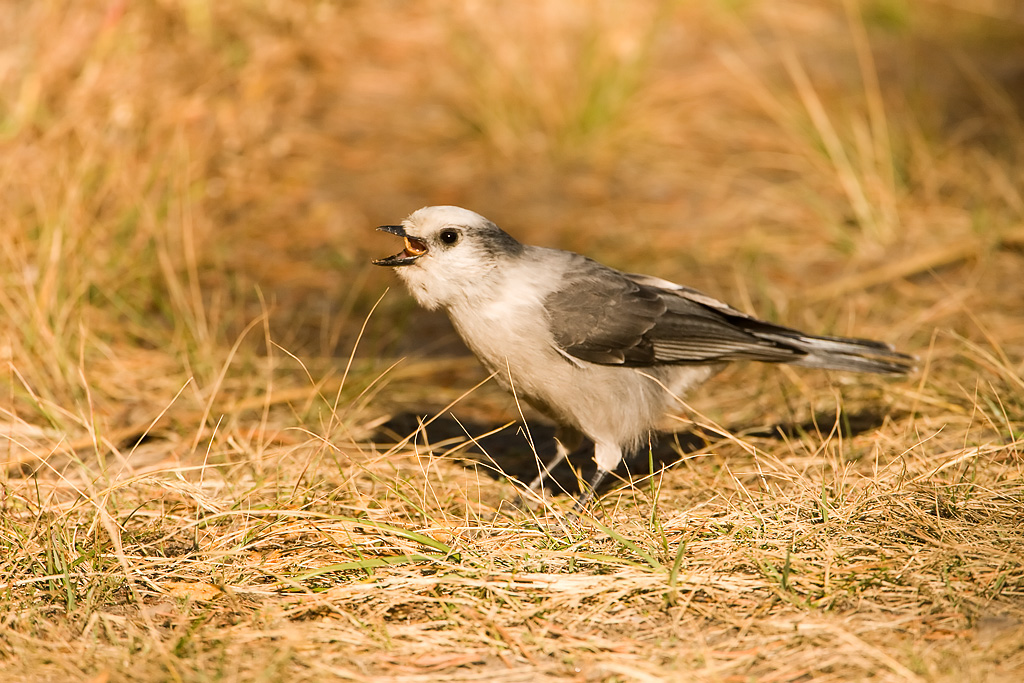 Gray Jay (Perisoreus canadensis)