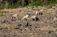 Bighorn Sheep (Ovis canadensis)